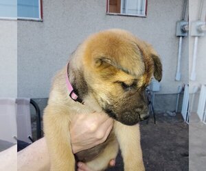 Pup 2 FUSHIA - Female Huskies -Unknown Mix Dog for Adoption - Photo #3