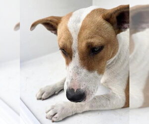 Mutt Dogs for adoption in Houston, TX, USA