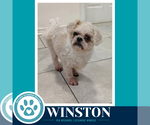 Winston 100326 - Male Shih Tzu-Unknown Mix Dog for Adoption - Small photo