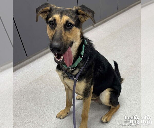 Medium Photo #1 German Shepherd Dog-Unknown Mix Puppy For Sale in Washington, DC, USA
