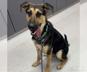 Medium German Shepherd Dog Mix