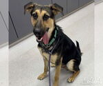 Small German Shepherd Dog Mix