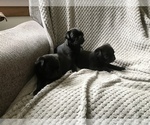 Small Photo #7 Pug Puppy For Sale in DAYTON, VA, USA