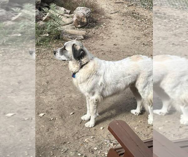 Medium Photo #5 Great Pyrenees Puppy For Sale in Dallas, TX, USA