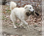 Small #8 Great Pyrenees Mix