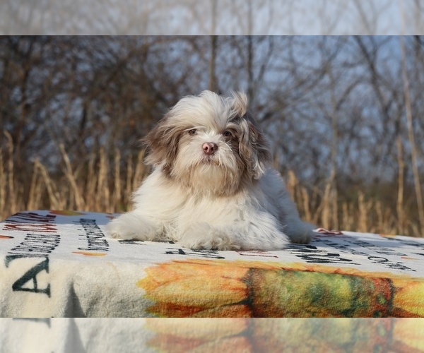 Medium Photo #4 ShihPoo Puppy For Sale in DYERSBURG, TN, USA