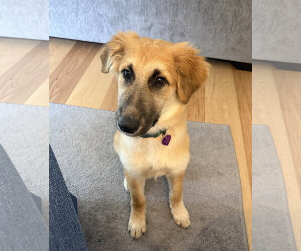 Medium Photo #2 Mutt Puppy For Sale in Aurora, CO, USA