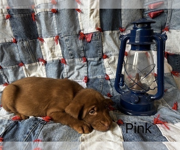 Medium Photo #6 Labrador Retriever Puppy For Sale in RUTHERFORDTON, NC, USA