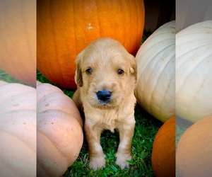 Labradoodle Puppy for sale in LELAND, NC, USA