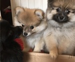 Small Photo #8 Pomeranian Puppy For Sale in GOSHEN, NY, USA