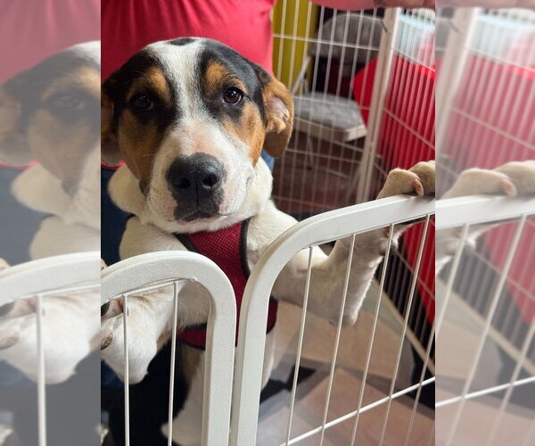 Medium Photo #35 Jack Russell Terrier-Unknown Mix Puppy For Sale in New York, NY, USA