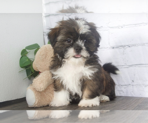 Medium Photo #1 Shih Tzu Puppy For Sale in RED LION, PA, USA