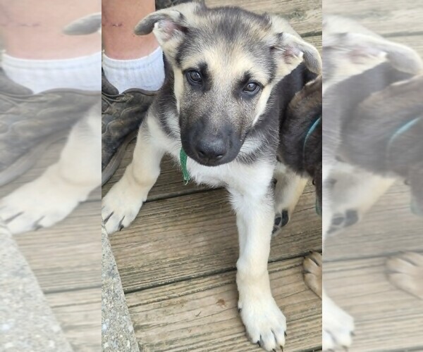 Medium Photo #8 German Shepherd Dog Puppy For Sale in WYTHEVILLE, VA, USA