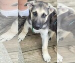 Small #7 German Shepherd Dog