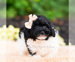 Small #4 Goldendoodle (Miniature)
