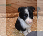 Small Photo #7 Border Collie Puppy For Sale in WHITE SALMON, WA, USA