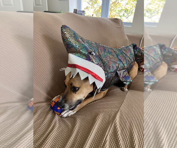 Medium Photo #8 Labrador Retriever-Unknown Mix Puppy For Sale in Boston, MA, USA