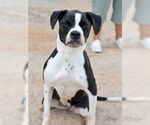 Small Boxer Mix