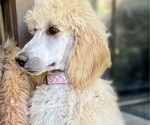 Small Photo #2 Poodle (Standard) Puppy For Sale in PASO ROBLES, CA, USA
