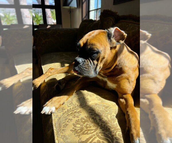 Medium Photo #3 Boxer Puppy For Sale in Austin, TX, USA