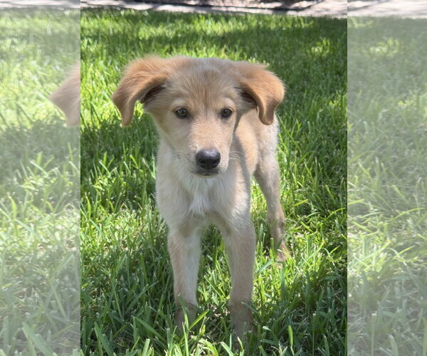 Medium Photo #3 Golden Retriever-Unknown Mix Puppy For Sale in PIPE CREEK, TX, USA