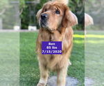 Small #18 Golden Retriever