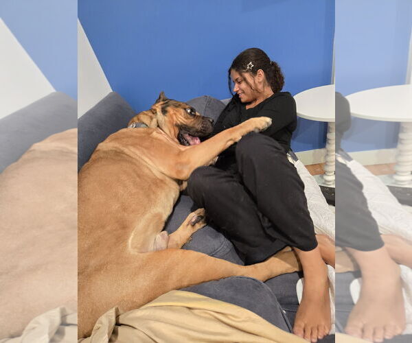 Medium Photo #8 Mutt Puppy For Sale in Goodyear, AZ, USA