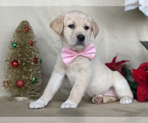 Anatolian Shepherd-Golden Retriever Mix Puppy for sale in LANCASTER, PA, USA