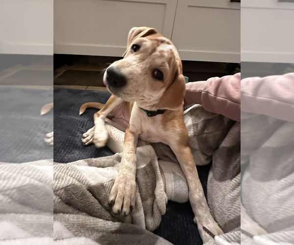 Medium Photo #5 Mutt Puppy For Sale in Plainfield, IL, USA