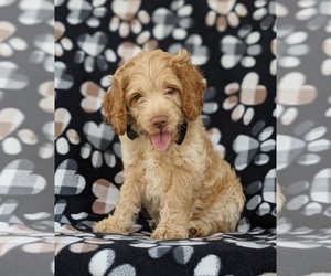 Cocker Spaniel-Poodle (Miniature) Mix Puppy for sale in LINCOLN UNIV, PA, USA