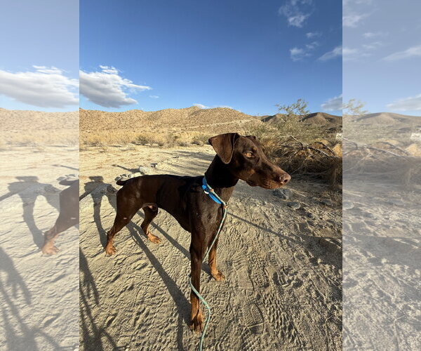 Medium Photo #4 Doberman Pinscher Puppy For Sale in Buffalo, MN, USA