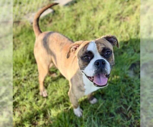 Medium Photo #2 American Bulldog-Unknown Mix Puppy For Sale in Conroe, TX, USA