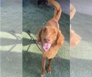 Mutt Dogs for adoption in Lakewood, CO, USA