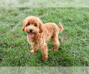Goldendoodle-Poodle (Toy) Mix Puppy for sale in SYRACUSE, IN, USA