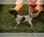 Small Photo #16 German Shorthaired Pointer Puppy For Sale in GAINESVILLE, GA, USA