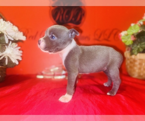 Medium Photo #3 American Pit Bull Terrier Puppy For Sale in TRENTON, NJ, USA