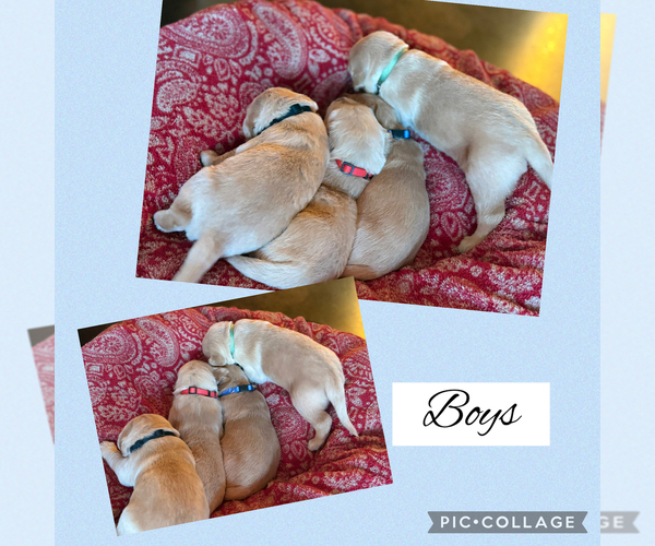 Medium Photo #16 Golden Retriever Puppy For Sale in JUSTIN, TX, USA