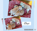 Small #15 Golden Retriever