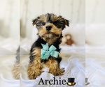 Small Photo #6 Yorkshire Terrier Puppy For Sale in COOKEVILLE, TN, USA