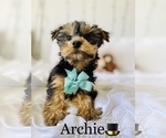 Small #5 Yorkshire Terrier