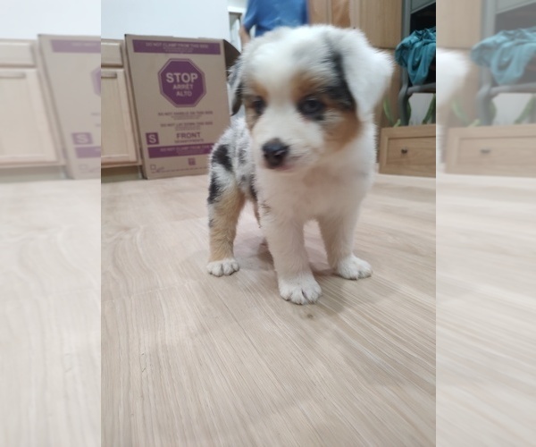 Medium Photo #29 Australian Shepherd Puppy For Sale in TUSCUMBIA, AL, USA