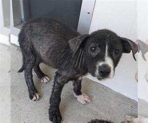 Huskies -Unknown Mix Dogs for adoption in Houston, TX, USA