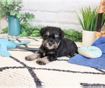 Small #3 Schnauzer (Miniature)