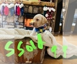 Small Photo #15 Labrador Retriever Puppy For Sale in LINDEN, MI, USA