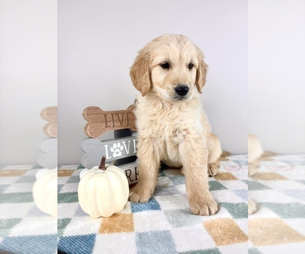 Medium Photo #2 Golden Retriever Puppy For Sale in INDIANAPOLIS, IN, USA