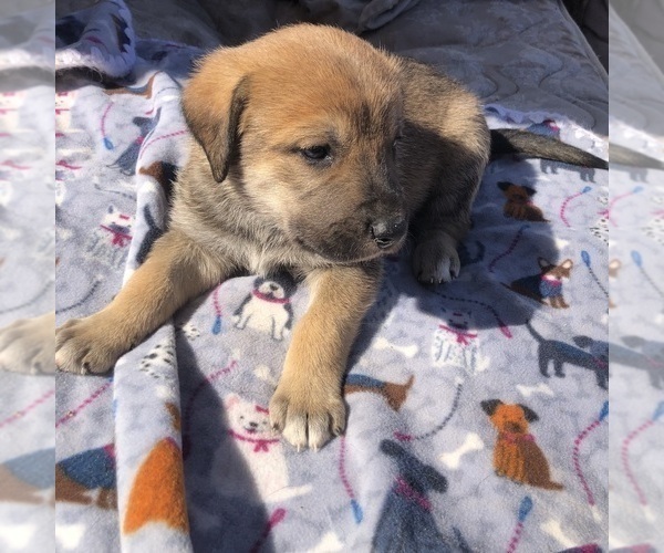 Medium Photo #12 Great Pyredane Puppy For Sale in KINGMAN, AZ, USA