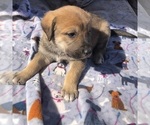 Puppy Puppy 4 Great Pyredane