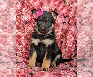German Shepherd Dog Puppy for sale in NORTH EAST, MD, USA