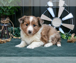 Image preview for Ad Listing. Nickname: Litter of 5