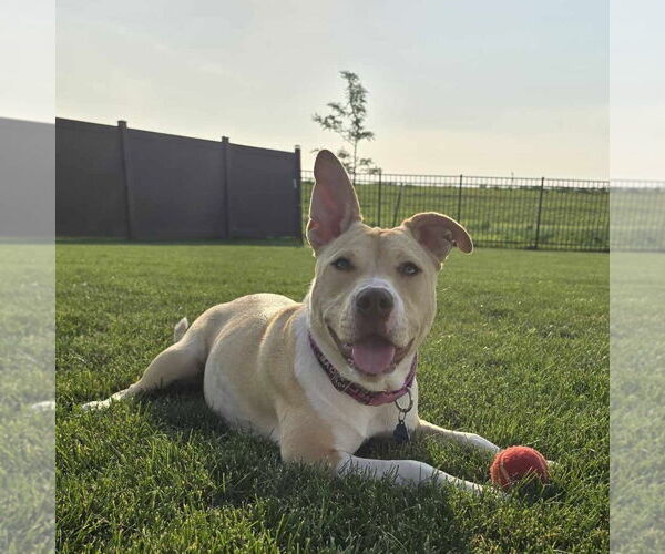Medium Photo #29 American Pit Bull Terrier-Unknown Mix Puppy For Sale in Fargo, ND, USA